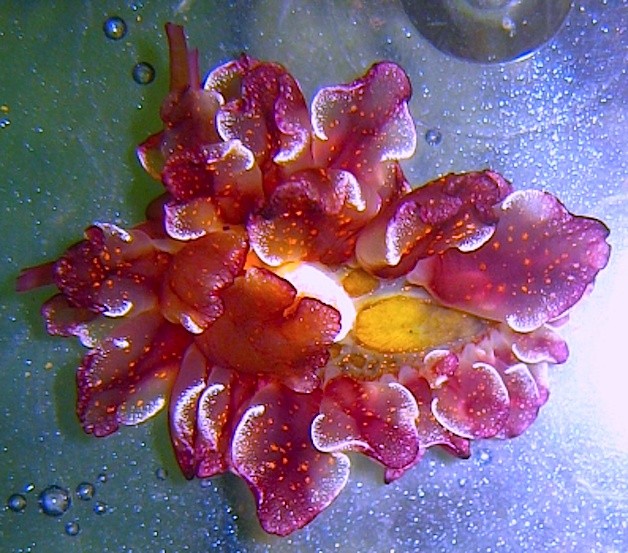 Photo:  Cyerce cristallina (nudibranch)